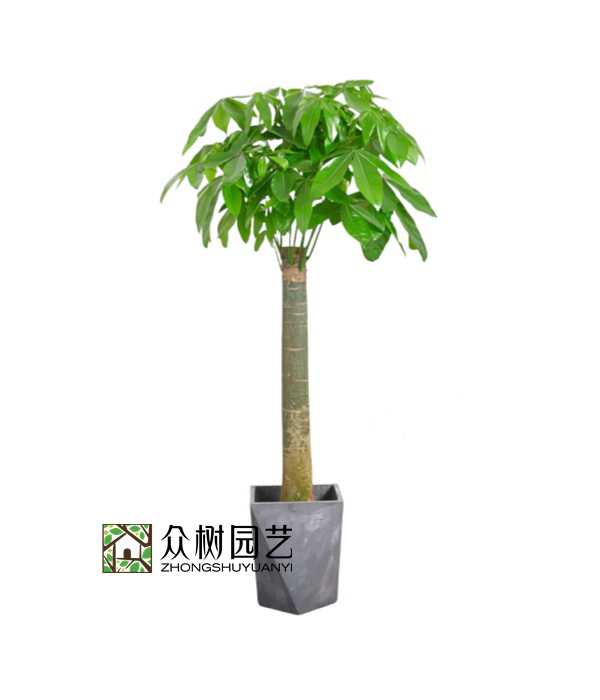 單桿發(fā)財(cái)樹